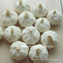 5.0 fresh garlic producers